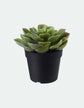 Fejka artificial plant