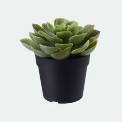 Fejka artificial plant